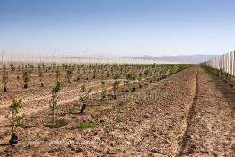 Image du Maroc Professionnelle de  Des fermes de grandes dimensions avec des terres agricoles qui ont profité de l’épierrage, d'un tri et enfin du broyage des roches cela a permis de créer des champs de grandes dimensions que l’on a divisés en zones séparées par des filets dans le but de les protéger contre l'action du vent. Avant de procédé à la plantation des orangers on avait équipé le sol d’un système moderne d'arrosage qui laisse passer l’eau petit à petit, dit "goutte à goutte" dans une nouvelle ferme moderne à Chichaoua, Mardi 27 Février 2007. (Photo / Abdeljalil Bounhar) 